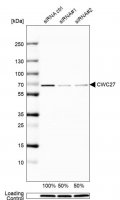 Anti-CWC27 antibody produced in rabbit 