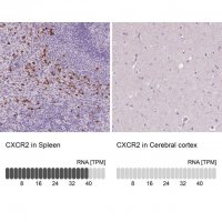 Anti-CXCR2 antibody produced in rabbit 