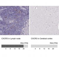 Anti-CXCR3 antibody produced in rabbit 