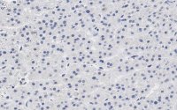 Anti-CXCR4 Antibody, clone 2L2, ZooMAb� Rabbit Monoclonal 