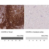 Anti-CXCR5 antibody produced in rabbit 