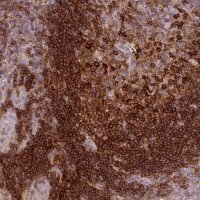 Anti-CXCR5 antibody produced in rabbit 