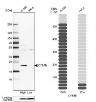 Anti-CYB5B antibody produced in rabbit 