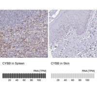 Anti-CYBB antibody produced in rabbit HPA051227-100UL