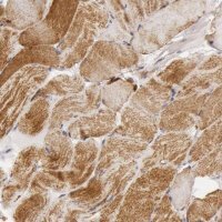 Anti-CYC1 antibody produced in rabbit