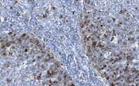 Anti-Cyclin B1 Antibody, clone 1F21-H1 ZooMAb� Rabbit Monoclonal 