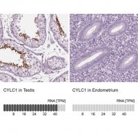Anti-CYLC1 antibody produced in rabbit 