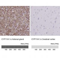 Anti-CYP11A1 antibody produced in rabbit 