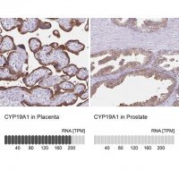 Anti-CYP19A1 antibody produced in rabbit 