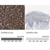 Anti-CYP2C8 antibody produced in rabbit 