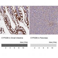 Anti-CYP2D6 antibody produced in rabbit 