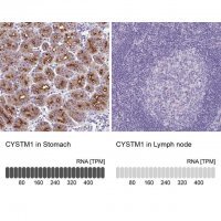 Anti-CYSTM1 antibody produced in rabbit 