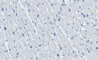 Anti-Cytochrome c Antibody, clone 1M14 ZooMAb® Rabbit Monoclonal