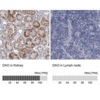 Anti-DAO antibody produced in rabbit 