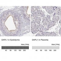 Anti-DAPL1 antibody produced in rabbit 