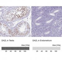 Anti-DAZL antibody produced in rabbit HPA019593-100UL