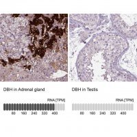 Anti-DBH antibody produced in rabbit HPA070789-100UL