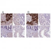 Anti-DBH antibody produced in rabbit HPA070789-100UL