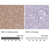 Anti-DBN1 antibody produced in rabbit 