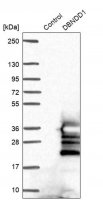 Anti-DBNDD1 antibody produced in rabbit 