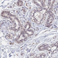 Anti-DBNDD1 antibody produced in rabbit 