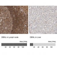 Anti-DBNL antibody produced in rabbit HPA027735-100UL
