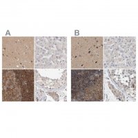 Anti-DBNL antibody produced in rabbit HPA027735-100UL