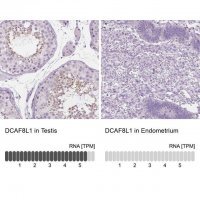 Anti-DCAF8L1 antibody produced in rabbit 