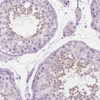 Anti-DCAF8L1 antibody produced in rabbit 