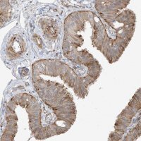 Anti-DCDC2 antibody produced in rabbit