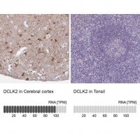 Anti-DCLK2 antibody produced in rabbit 