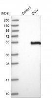 Anti-DCN antibody produced in rabbit HPA003315-100UL