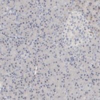 Anti-DCXR antibody produced in rabbit