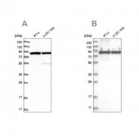 Anti-DDX1 antibody produced in rabbit 