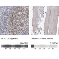 Anti-DDX21 antibody produced in rabbit 