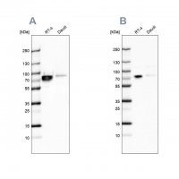 Anti-DDX3X antibody produced in rabbit 