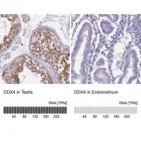 Anti-DDX4 antibody produced in rabbit 