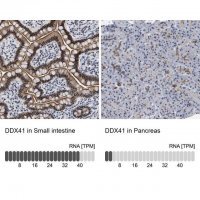 Anti-DDX41 antibody produced in rabbit 