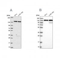 Anti-DDX46 antibody produced in rabbit HPA057501-100UL