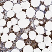 Anti-DEFA4 antibody produced in rabbit 