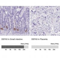 Anti-DEFA5 antibody produced in rabbit 