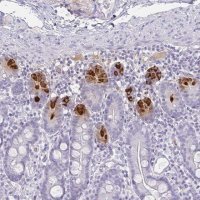 Anti-DEFA6 antibody produced in rabbit HPA019462-100UL