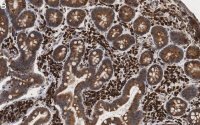Anti-Derlin-1 Antibody, clone 2C2, ZooMAb� Rabbit Monoclonal 