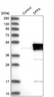 Anti-DFFA antibody produced in rabbit 