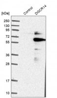 Anti-DGCR14 antibody produced in rabbit HPA001221-100UL