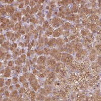 Anti-DHCR24 antibody produced in rabbit HPA063005-100UL