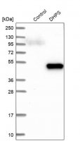 Anti-DHPS antibody produced in rabbit