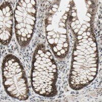 Anti-DHRS7B antibody produced in rabbit 