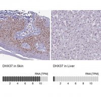 Anti-DHX37 antibody produced in rabbit 
