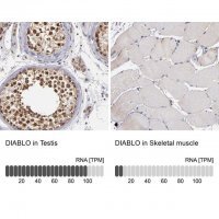Anti-DIABLO antibody produced in rabbit 